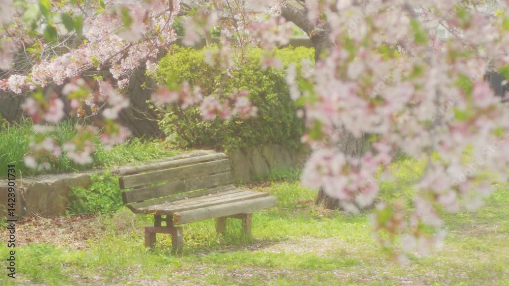 公園のベンチのそばで咲く満開の桜の花 スローモーション 公園のベンチのそばで咲く満開の桜の花 スローモーション