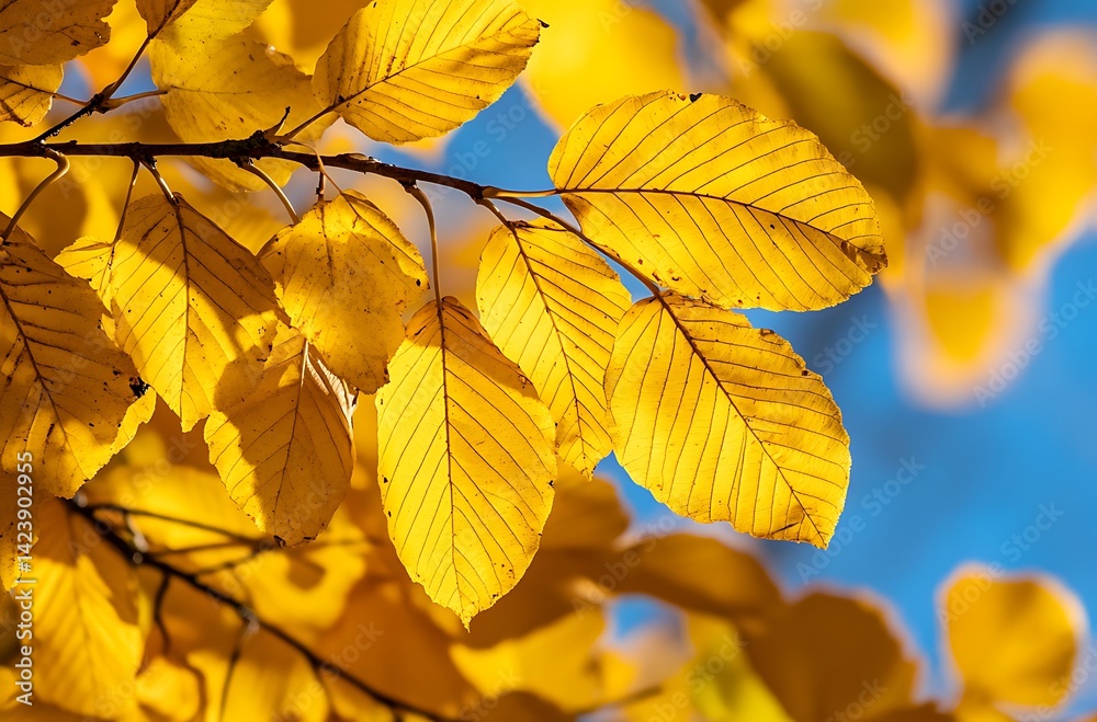 Autumn background with orange, yellow and red fall leaves in park and against a blue sky Autumn background with orange, yellow and red fall leaves in park and against a blue sky