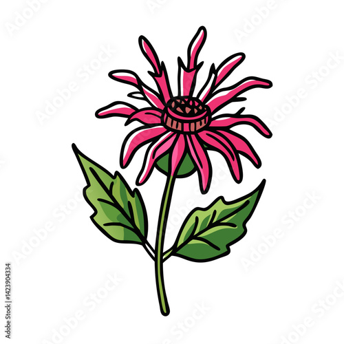 bee balm flower icon, bee balm flower vector illustration-simple illustration of bee balm flower, perfect for bee balm flower logos and icons