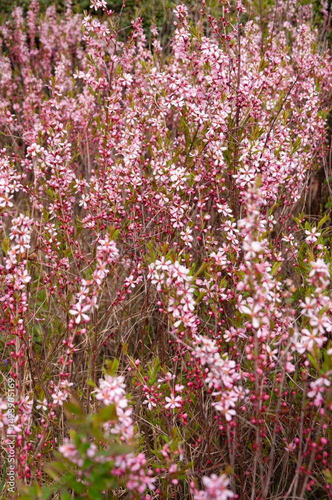Obraz premium Pink blossoms in full bloom on fruit tree in the spring garden