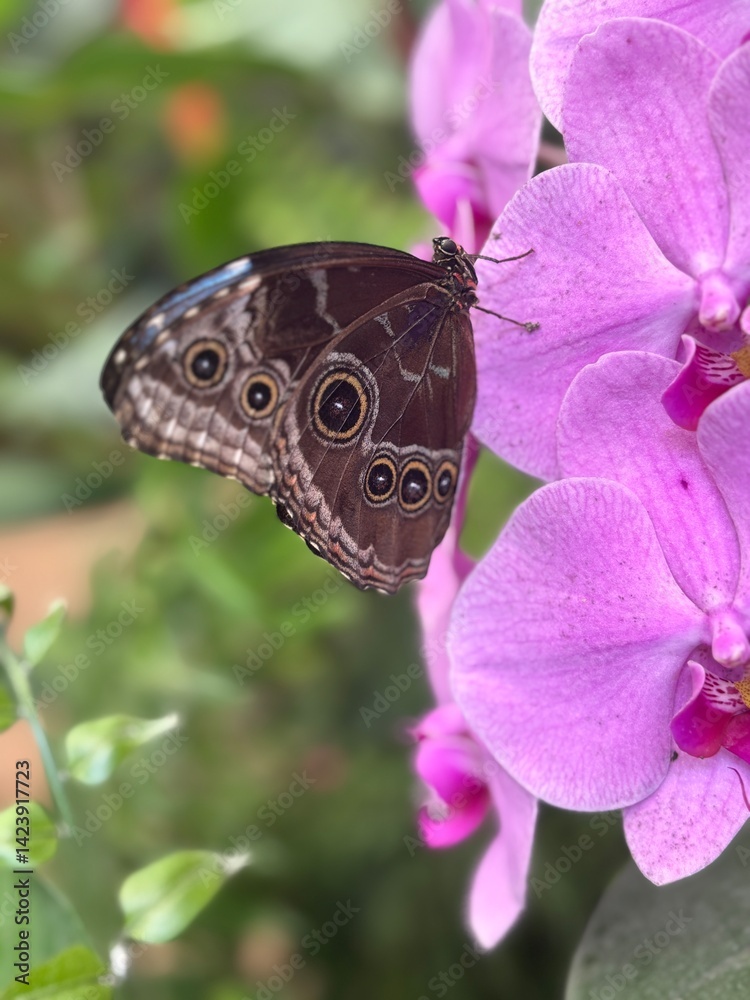 Obraz premium butterfly on flower