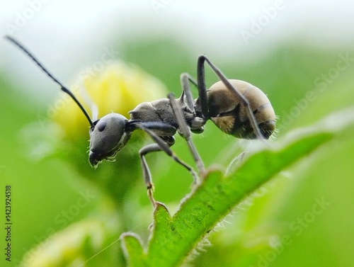 Black ants close up on blurry green background 