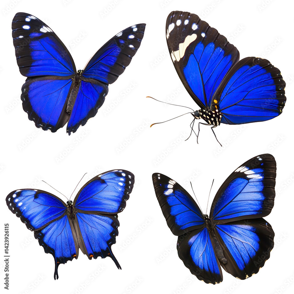 Obraz premium Vibrant blue butterflies with black and white accents are displayed in various poses, showcasing their delicate wings and intricate patterns. image captures their elegance and natural beauty