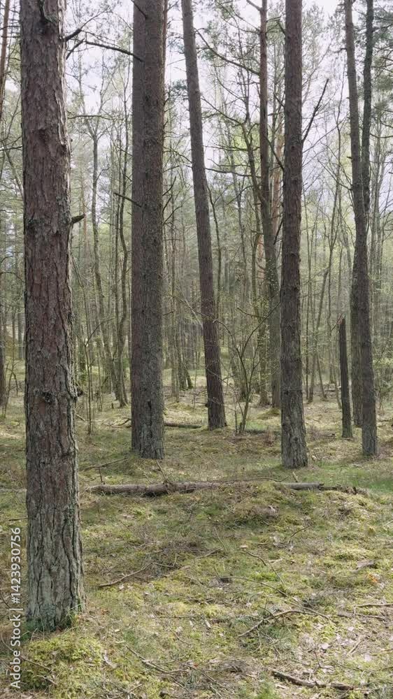 A walk in the National Park in Latvia at the end of winter. Coniferous forest in early early spring. Traps and directions for outdoor activities. A walk in the National Park in Latvia at the end of winter. Coniferous forest in early early spring. Traps and directions for outdoor activities.