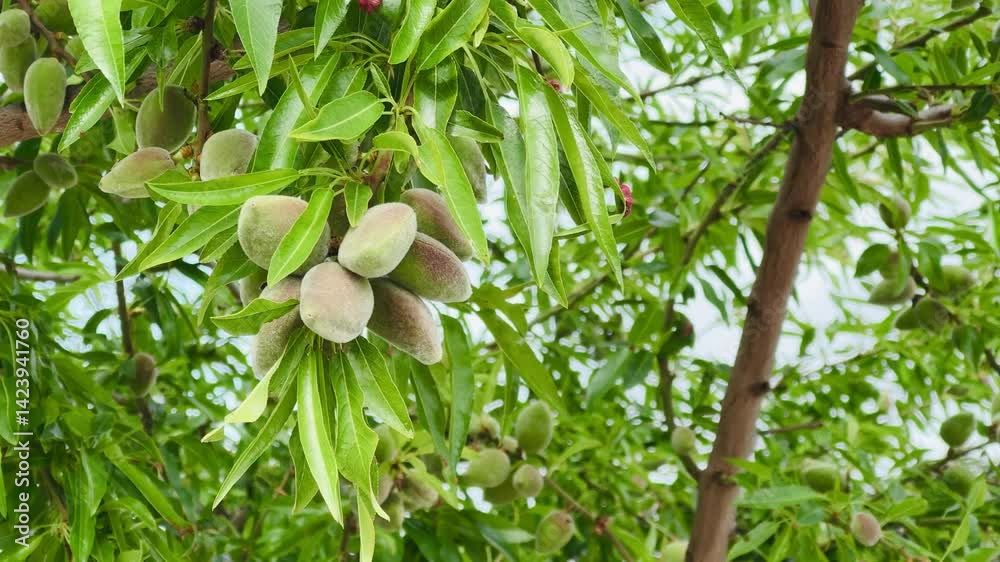 Almond tree branch with ripe almonds.