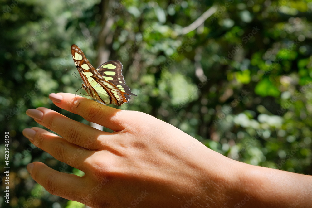 custom made wallpaper toronto digitalClose-up of a delicate butterfly perched on a person's hand, capturing a peaceful moment in nature and the gentle connection between human and insect.