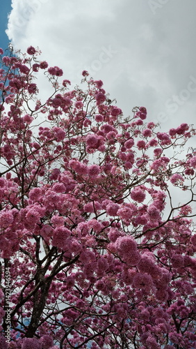 Wallpaper Mural Photo of a stunning pink ipê tree in full bloom in Brasília, Brazil. Captures the vibrant colors and iconic beauty of one of the city’s most beloved native trees. Torontodigital.ca