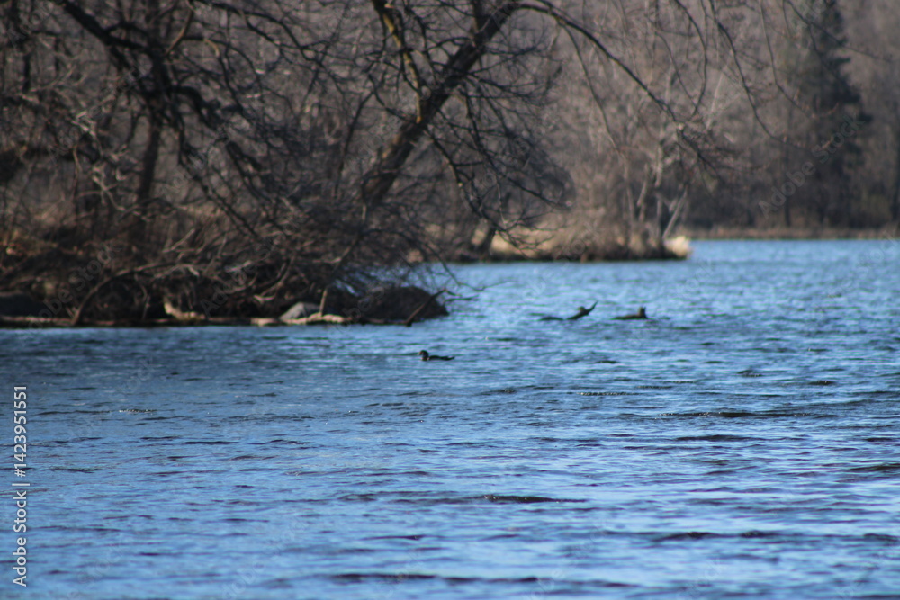 Fototapeta premium duck on the pond
