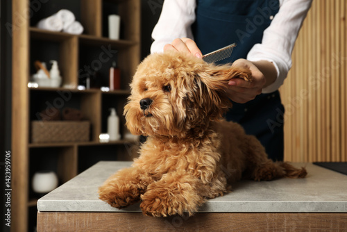 Groomer combing cute dog's hair in salon, closeup