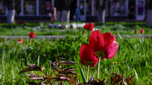 Red tulip flowers sway in the wind in a flowerbed in the center of a small town. B roll