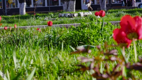 Red tulip flowers sway in the wind in a flowerbed in the center of a small town. B roll
