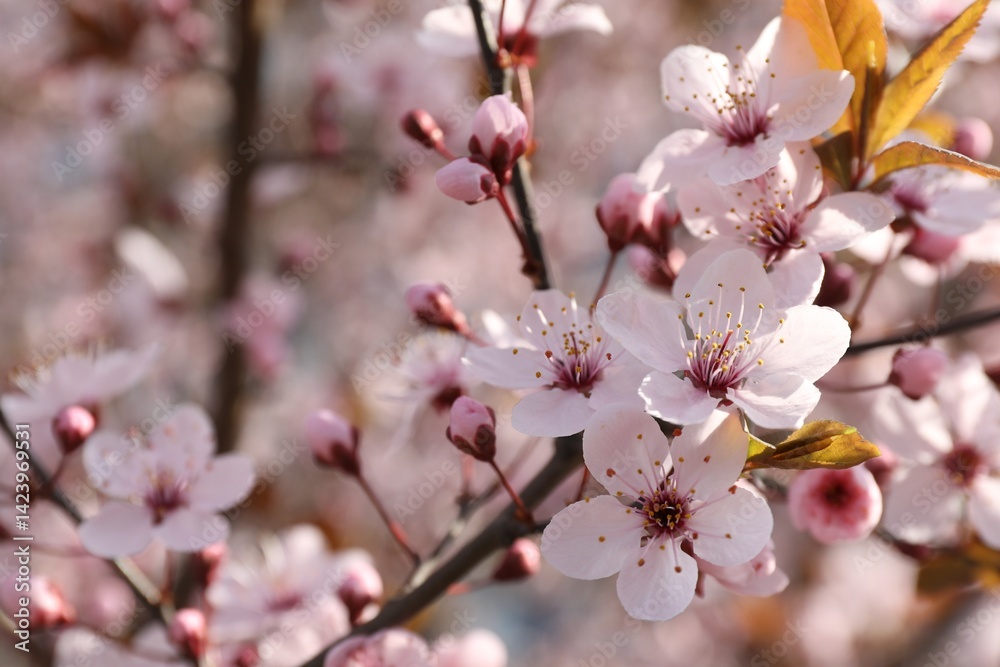 Beautiful blossoming cherry plum tree with pink flowers outdoors, closeup Beautiful blossoming cherry plum tree with pink flowers outdoors, closeup