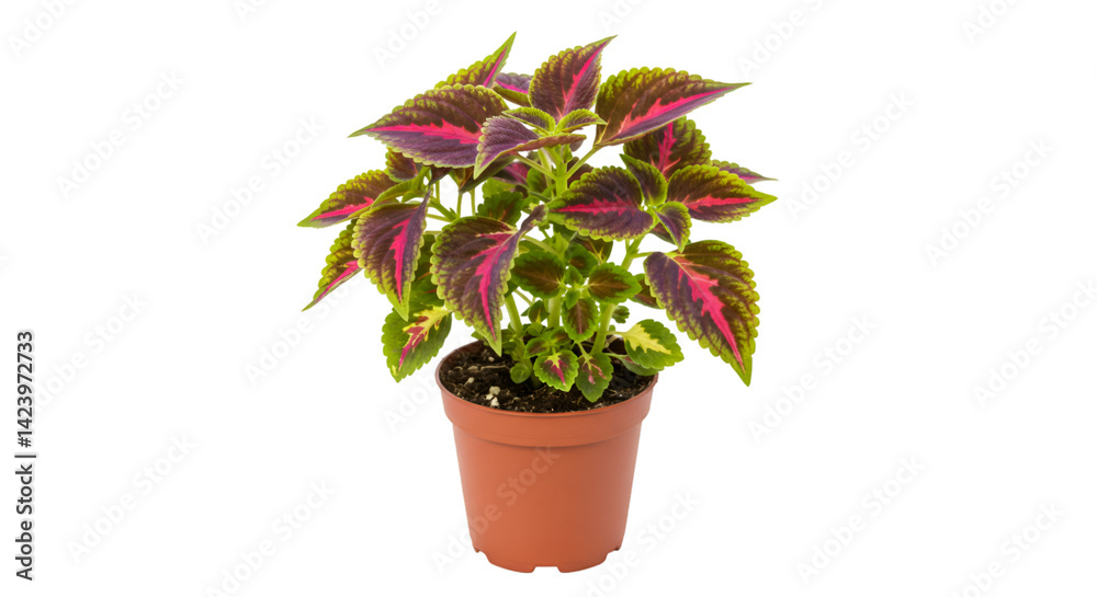 Fototapeta premium Colorful coleus houseplant in pot