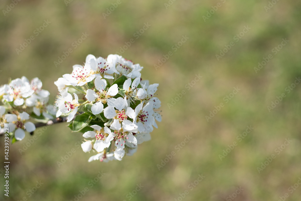 blossom on trees, spring beauty of nature blossom on trees, spring beauty of nature