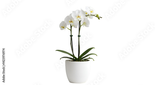 Elegant white orchid plant in pot