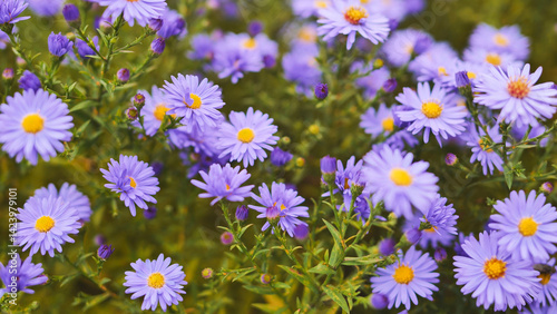 Blooming purple european michaelmas daisies create a vibrant floral display in a garden setting