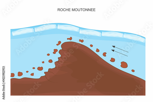 A roche moutonnée is a glacially eroded rock formation with a smooth, gently sloping side and a rough, steep side, shaped by ice movement.