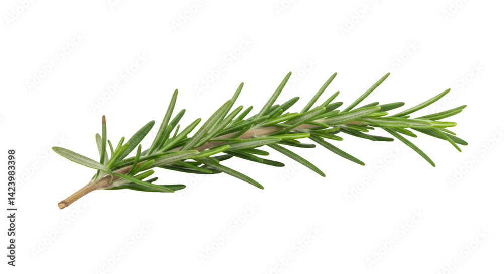 Fototapeta premium Fresh rosemary sprig culinary herb