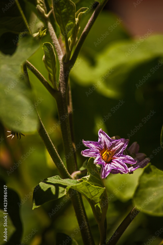 Obraz premium Flower of the eggplant (Solanum torvum) 16181