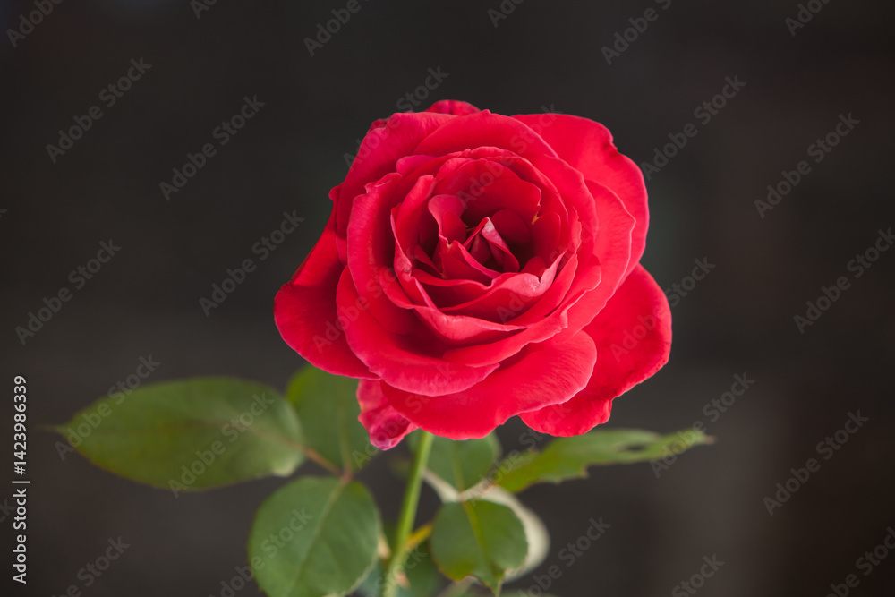 Single Red Rose isolated on black 16609 Single Red Rose isolated on black 16609