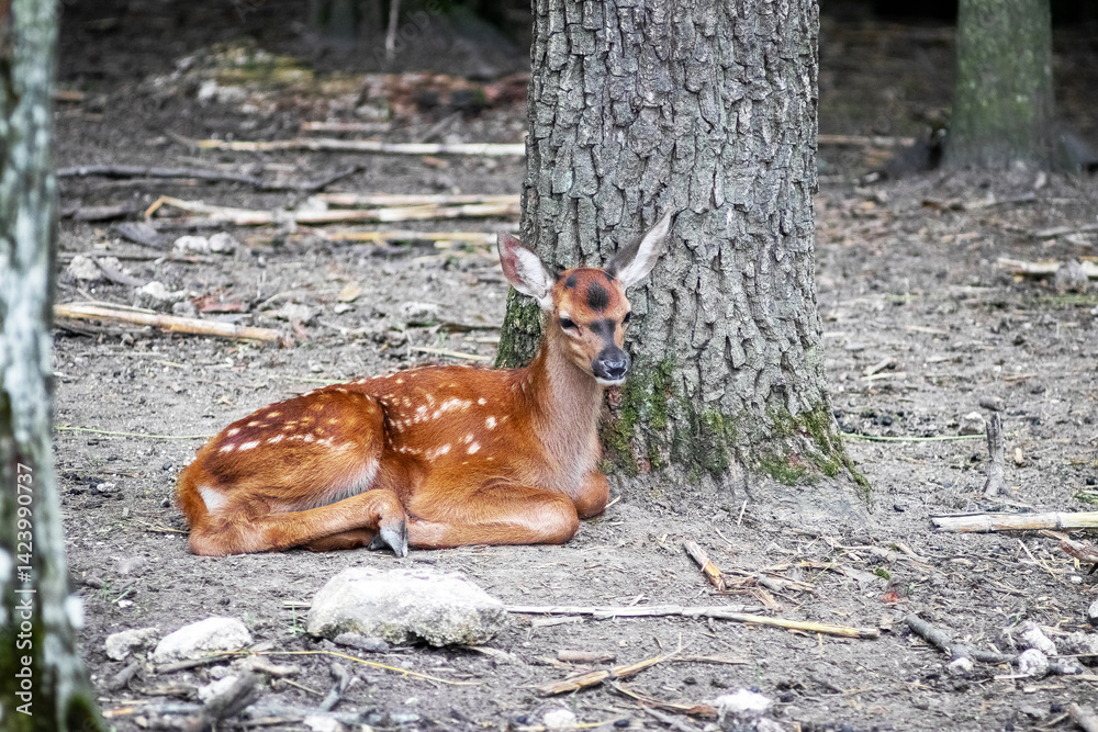 Cute spotted fawn lying on the forest floor near a tree trunk, its large ears attentively raised, the carefree tranquility of a wild baby animal