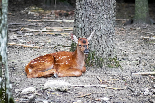 Obraz na płótnie Cute spotted fawn lying on the forest floor near a tree trunk, its large ears attentively raised, the carefree tranquility of a wild baby animal w salonie