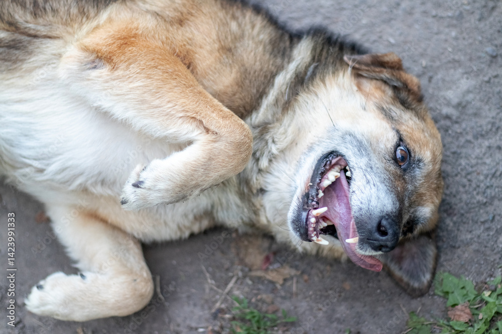 Playful stray dog rolled onto its back on gray ground, showing its teeth and sticking out its tongue, a moment of carefree joy amidst the urban landscape