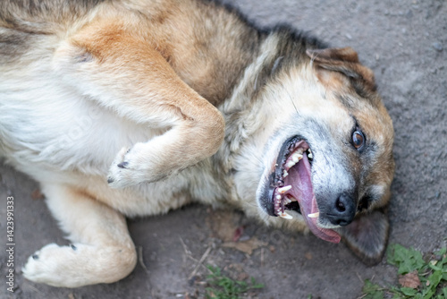 Obraz na płótnie Playful stray dog rolled onto its back on gray ground, showing its teeth and sticking out its tongue, a moment of carefree joy amidst the urban landscape w salonie