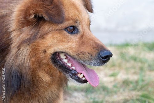 Close-up of a stray dog's muzzle with an open mouth and pink tongue sticking out, its brown eyes attentively looking sideways against a blurred green background