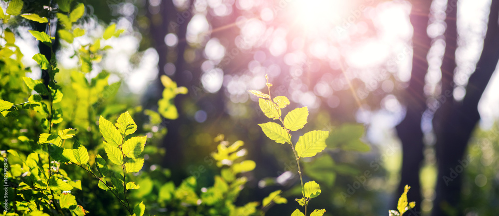 Young bright green hornbeam leaves with the first rays of spring sunshine piercing through the tree branches, a symbol of new life and the awakening of nature