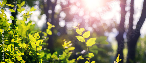 Obraz na płótnie Young bright green hornbeam leaves with the first rays of spring sunshine piercing through the tree branches, a symbol of new life and the awakening of nature w salonie