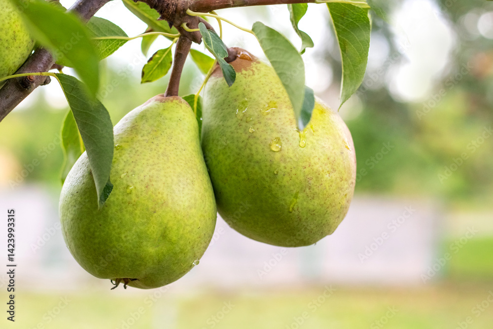 Ripe green 'Nojabrskaja' pears with dew drops elegantly hanging from a branch among lush green leaves in a morning garden, a promise of a fresh and sweet autumn harvest
