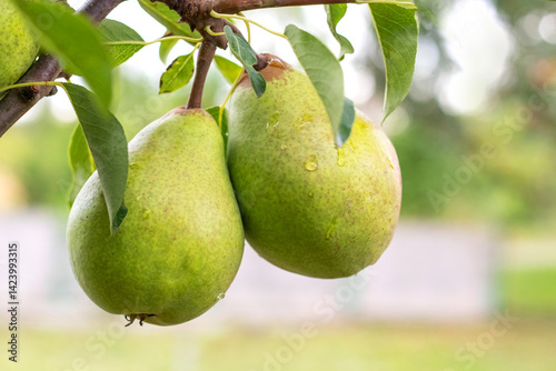 Obraz na płótnie Ripe green 'Nojabrskaja' pears with dew drops elegantly hanging from a branch among lush green leaves in a morning garden, a promise of a fresh and sweet autumn harvest w salonie