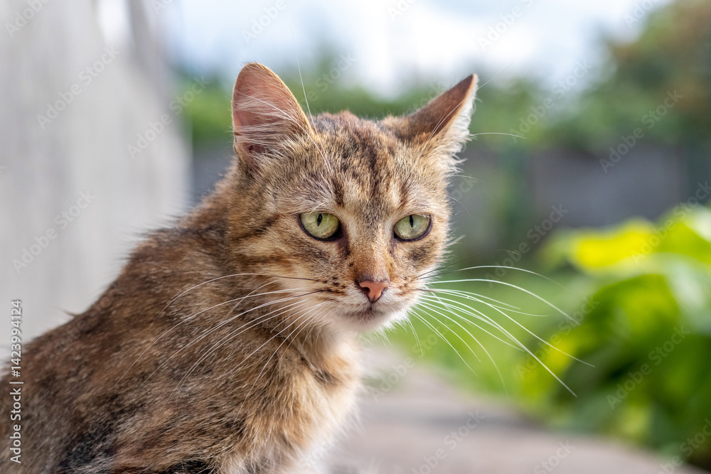 Thoughtful portrait of a tabby cat with piercing greenish-yellow eyes, looking sideways against a blurred urban landscape background, elegance and independence of feline nature