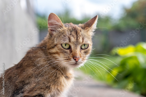 Obraz na płótnie Thoughtful portrait of a tabby cat with piercing greenish-yellow eyes, looking sideways against a blurred urban landscape background, elegance and independence of feline nature w salonie
