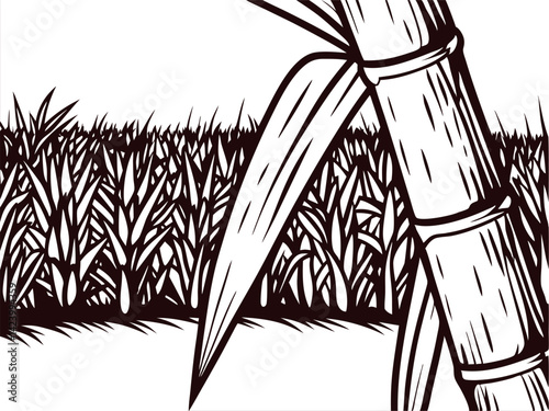 Sugarcane plantation with close up of tall stalks and dense field backdrop.