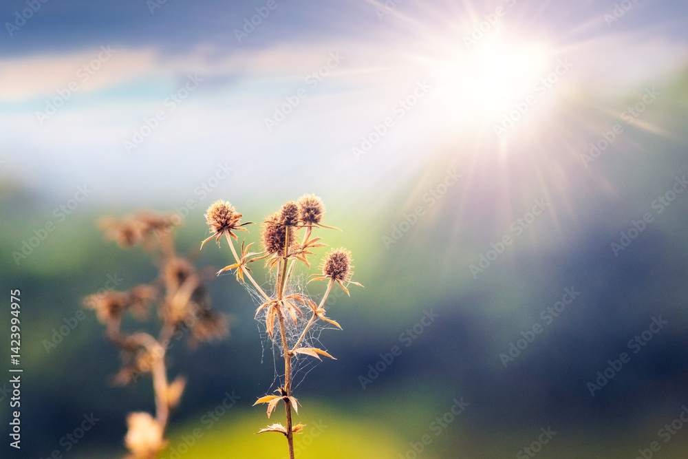 Dried thistle flower heads, covered in delicate spiderwebs, glowing in the rays of the setting sun against a blurred backdrop of a green field and blue sky, a peaceful and melancholic mood