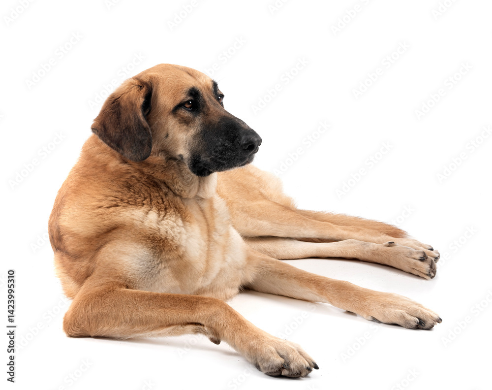 Spanish Mastiff in studio Spanish Mastiff in studio