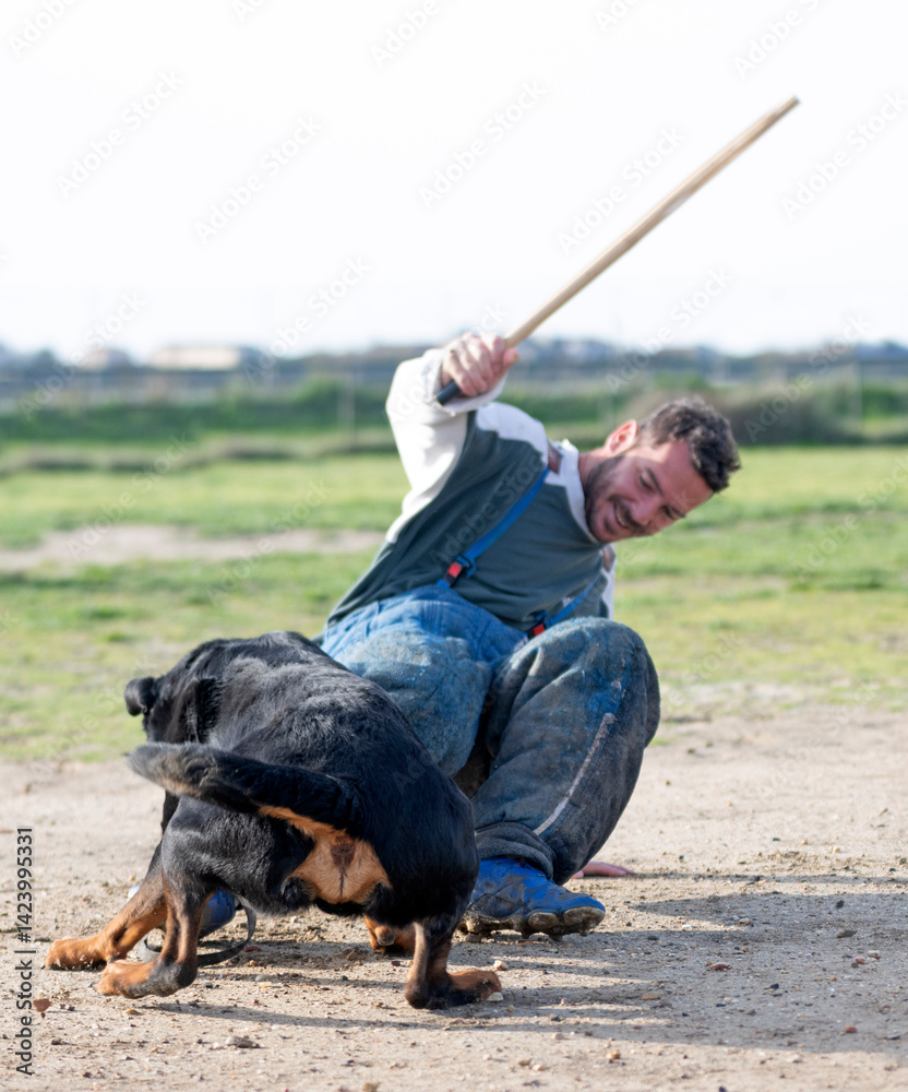 training of rottweiler