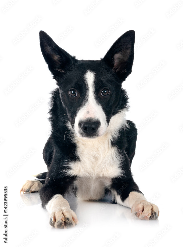 Fototapeta premium puppy border collie