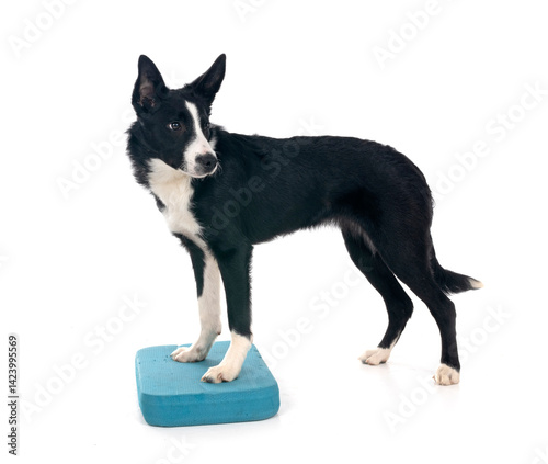 Картината върху платно puppy border collie