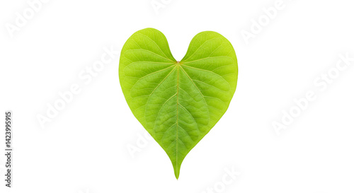 Heart shaped green leaf nature photography
