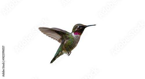 Hummingbird in flight black background