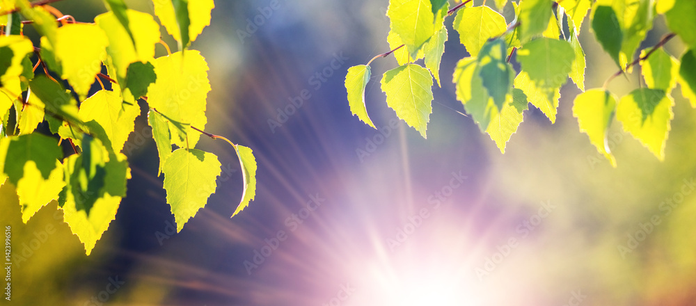 Young bright green birch leaves on branches in the rays of spring sun