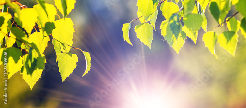 Obraz na płótnie Young bright green birch leaves on branches in the rays of spring sun w salonie