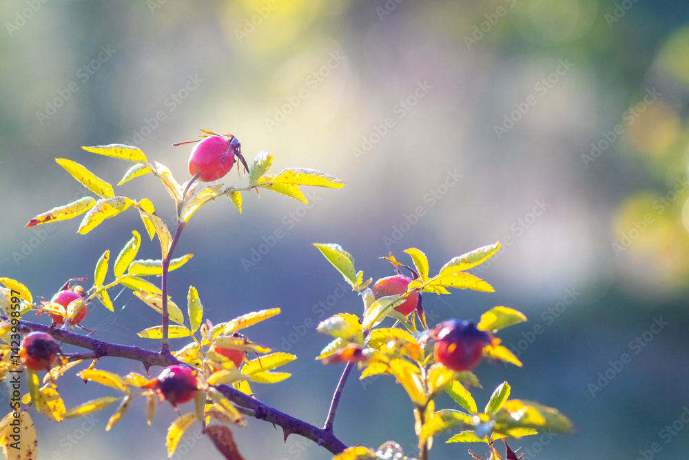 Rose hip branch with red fruits and yellowing leaves on blurred light background