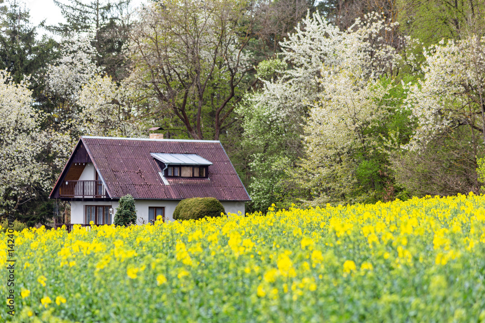 Houses on the edge of a rapeseed field, Czech Republic