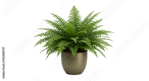 Lush green fern potted plant minimalist home decor