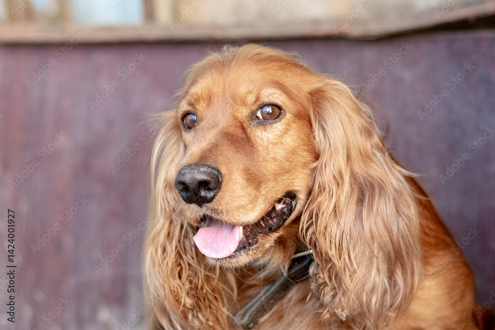 Closeup of a cute golden Cocker Spaniel dog with open mouth and tongue sticking out