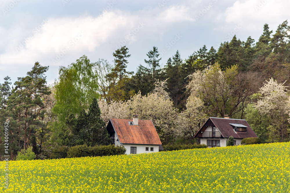 Houses on the edge of a rapeseed field, Czech Republic